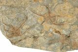 Wide Slab Of Fossil Starfish, Brittlestars, Crinoids & Corals #234591-4